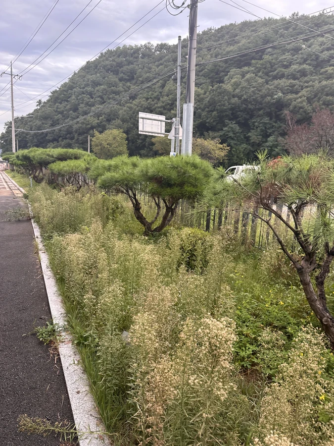벌목,벌초