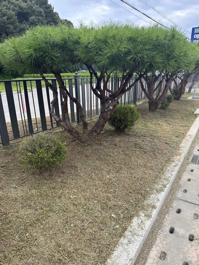 벌목,벌초