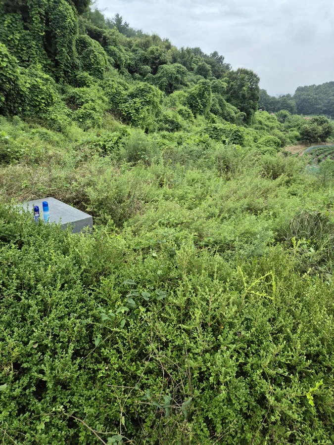 벌목,벌초
