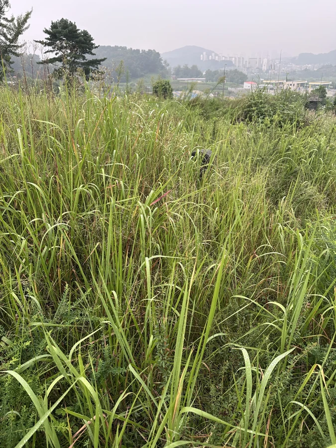 벌목,벌초