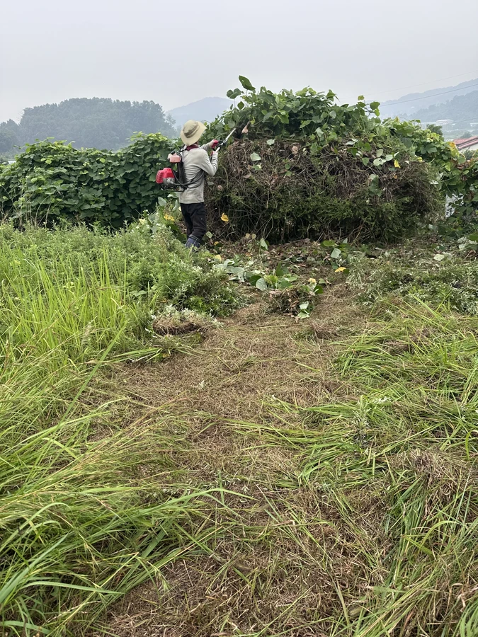 벌목,벌초