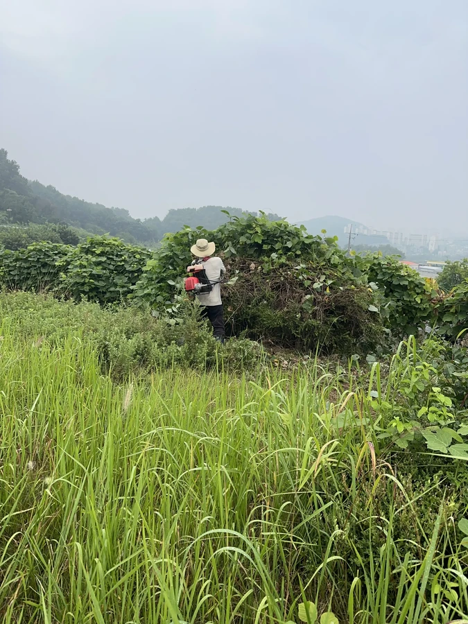 벌목,벌초