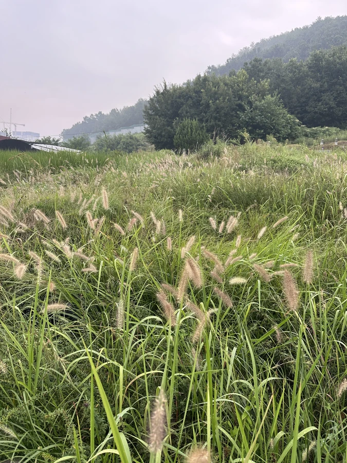 벌목,벌초