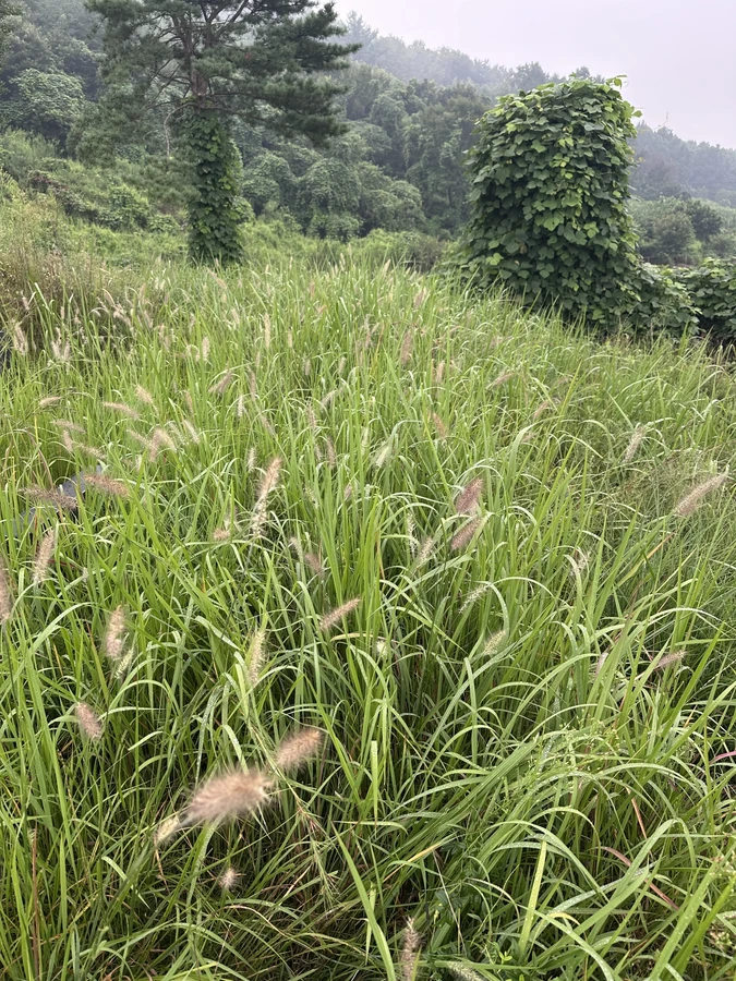 벌목,벌초