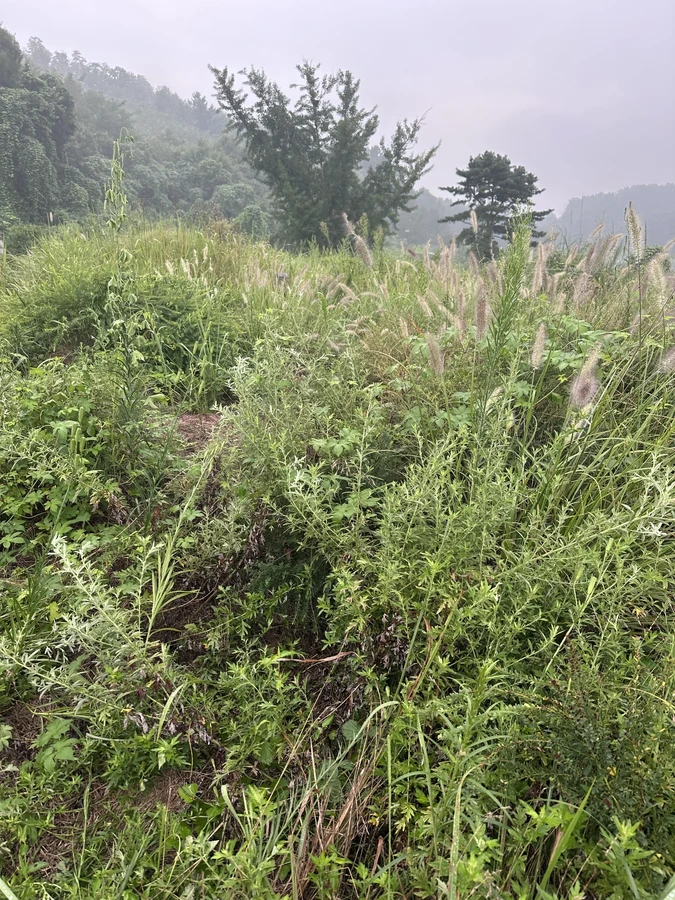 벌목,벌초