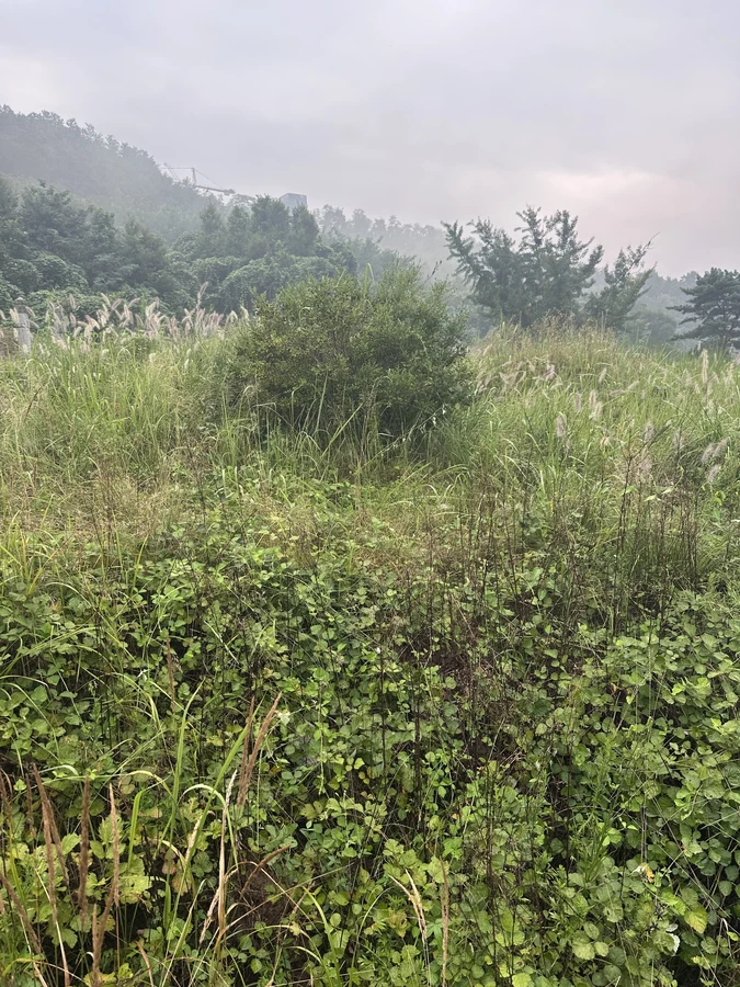 벌목,벌초
