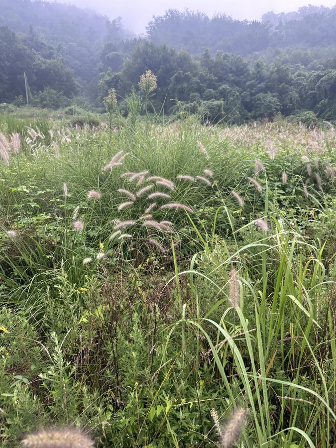 벌목,벌초