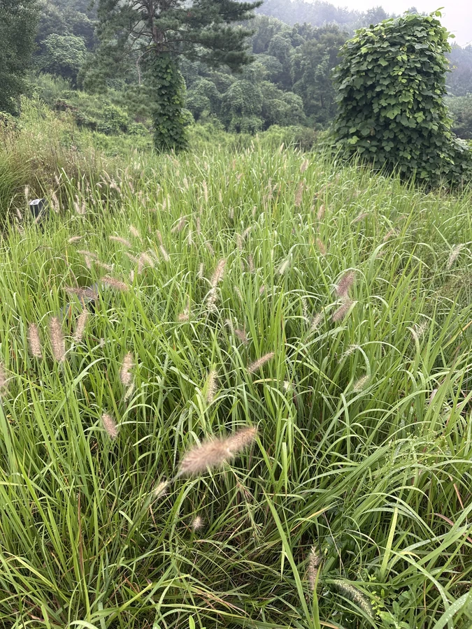 벌목,벌초