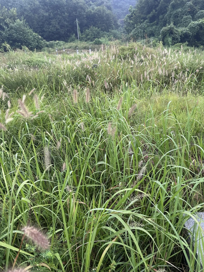 벌목,벌초