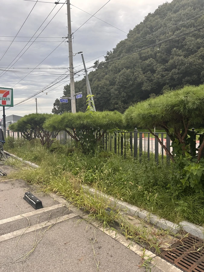 벌목,벌초