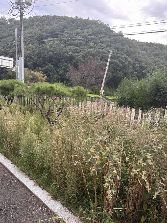 벌목,벌초