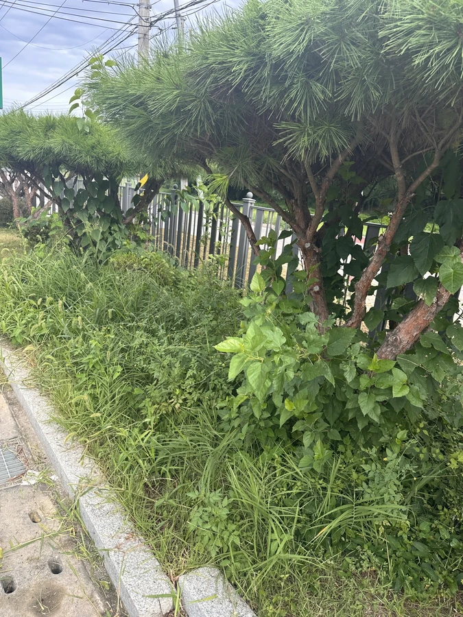 벌목,벌초