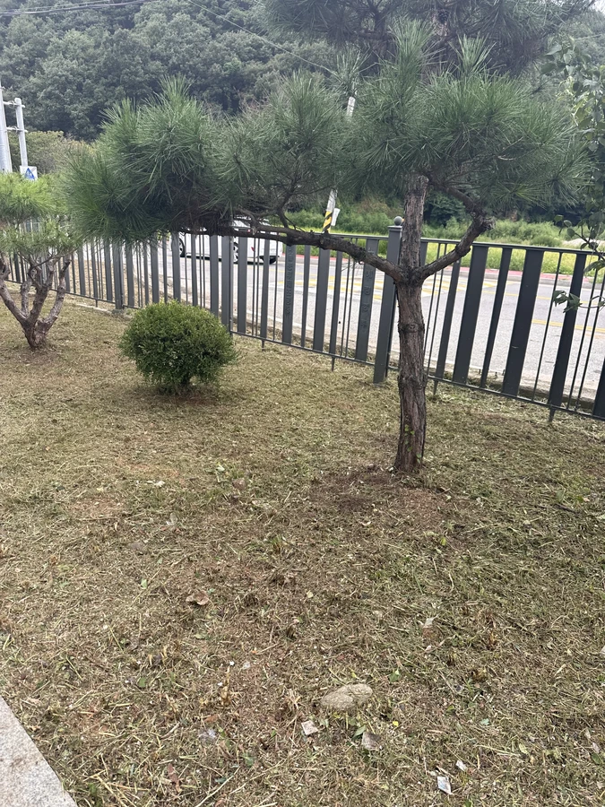 벌목,벌초