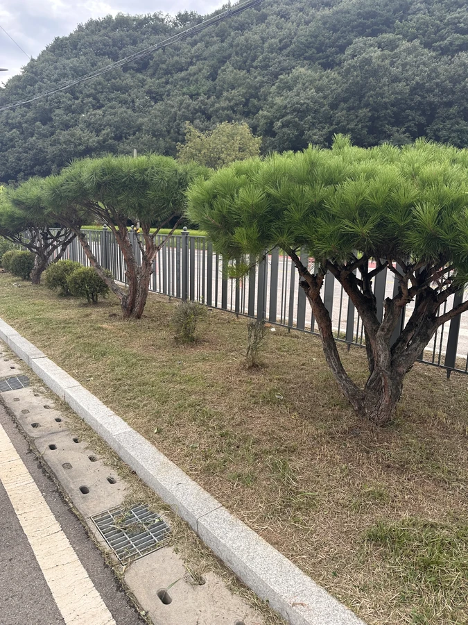 벌목,벌초