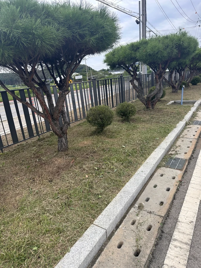 벌목,벌초