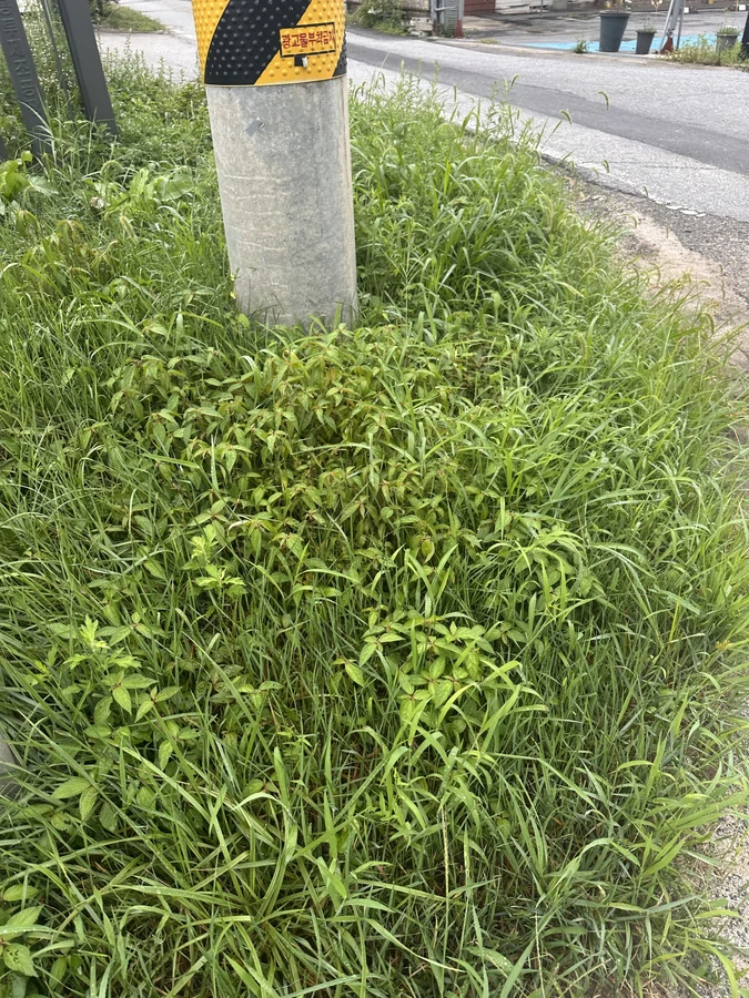 벌목,벌초