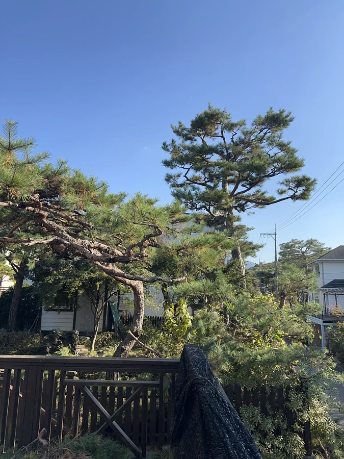 벌목,벌초