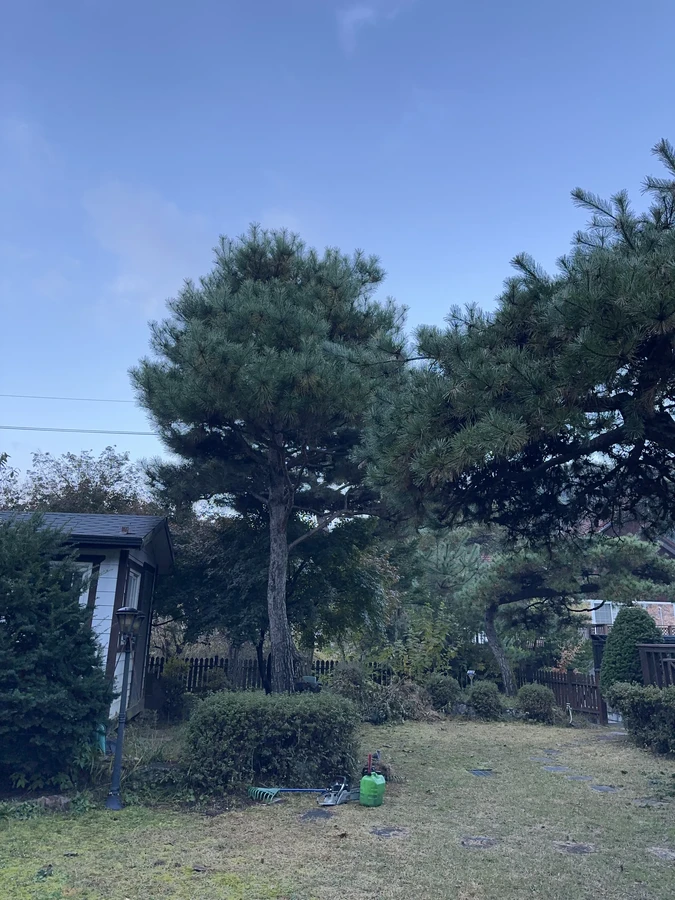 벌목,벌초