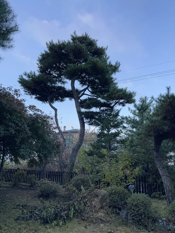 벌목,벌초