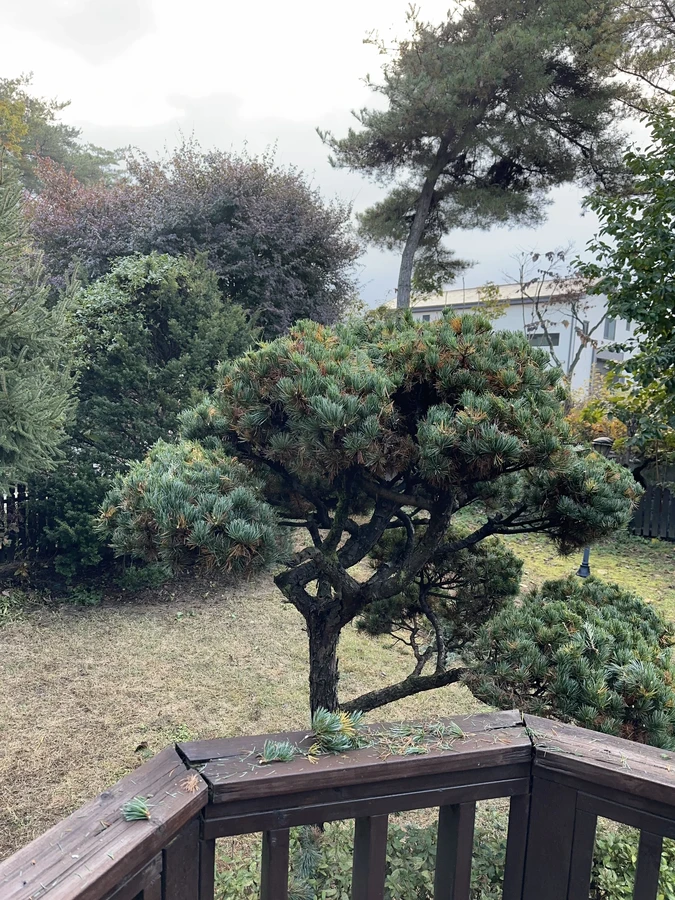 벌목,벌초