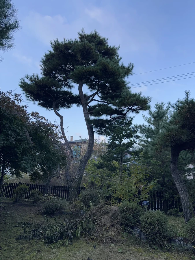 벌목,벌초