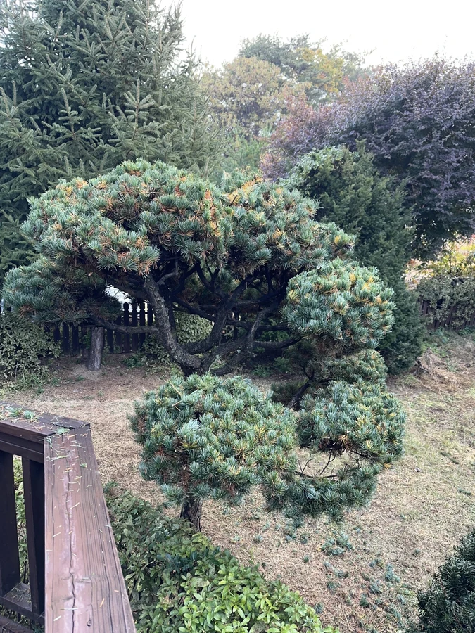 벌목,벌초