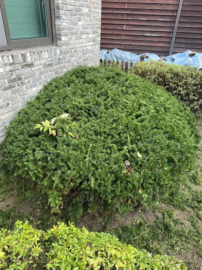 벌목,벌초