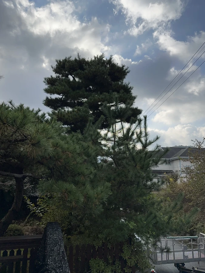 벌목,벌초