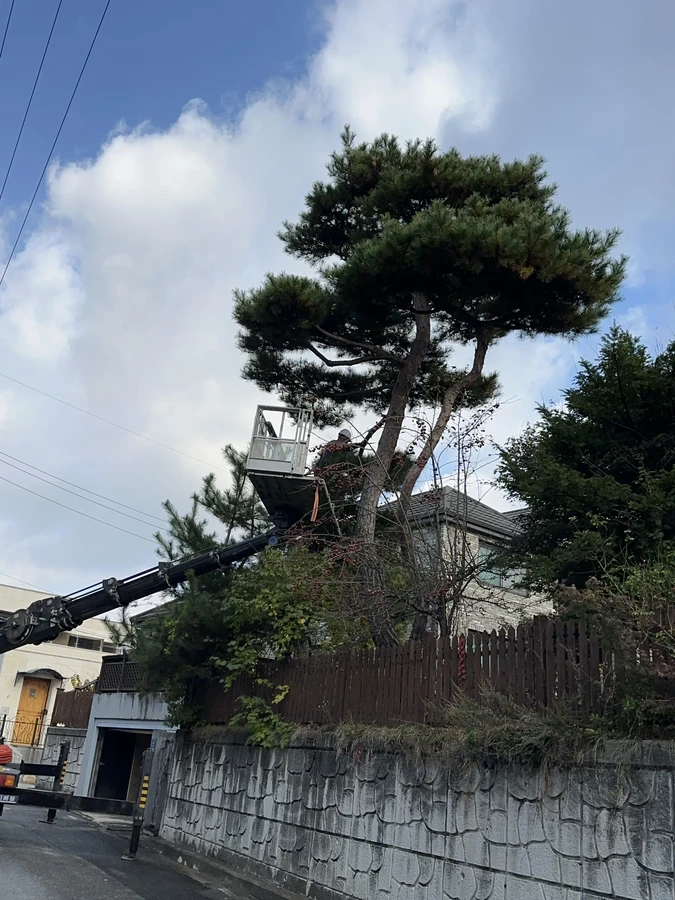 벌목,벌초