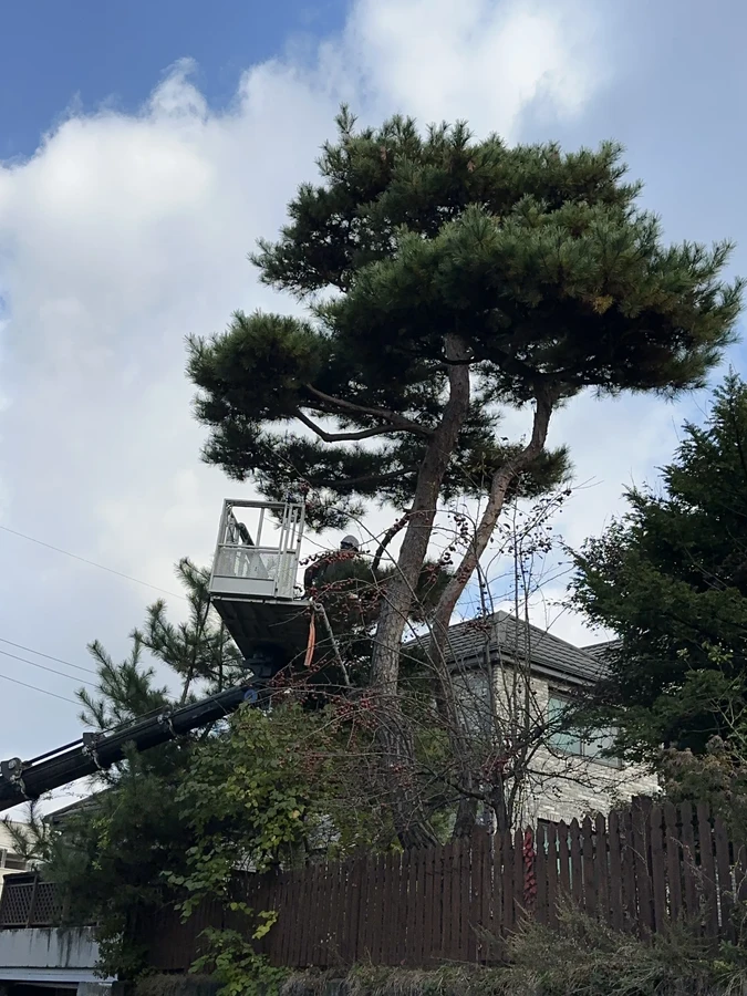 벌목,벌초