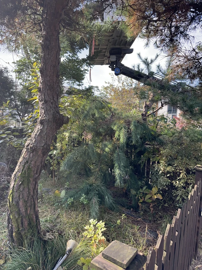 벌목,벌초