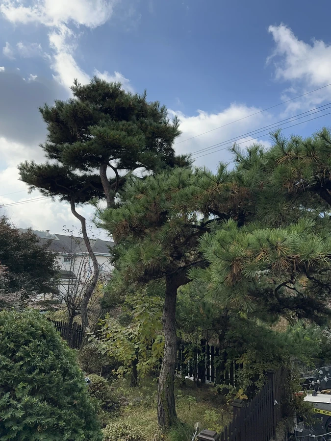 벌목,벌초