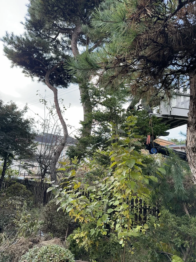 벌목,벌초