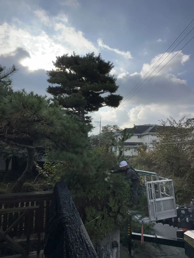 벌목,벌초