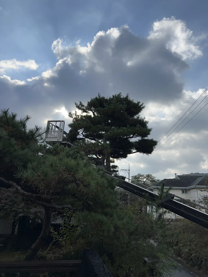 벌목,벌초