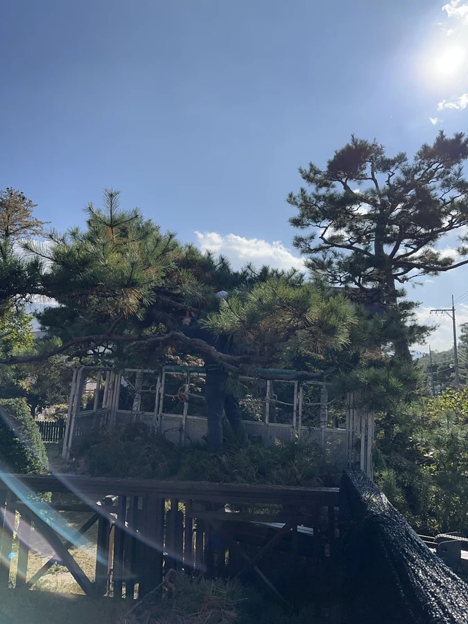 벌목,벌초