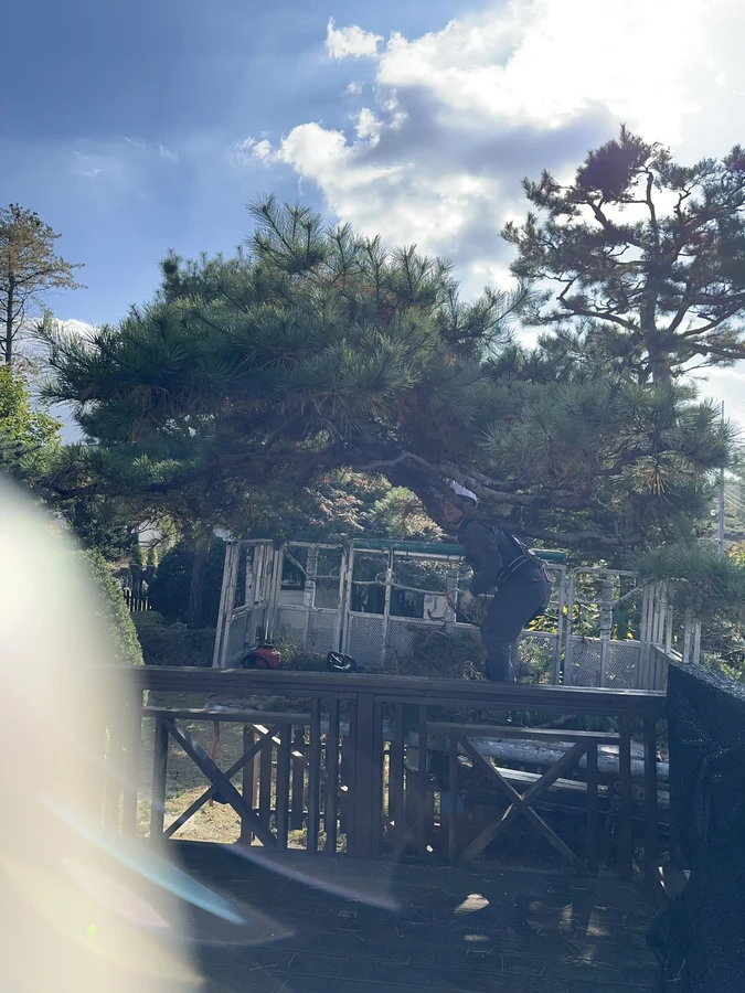 벌목,벌초