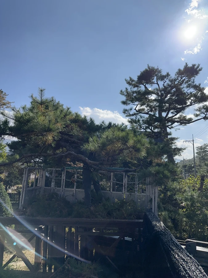 벌목,벌초