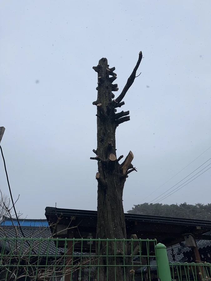 벌목,벌초