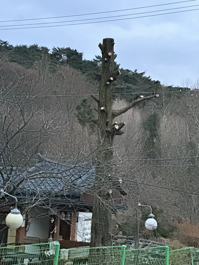 벌목,벌초