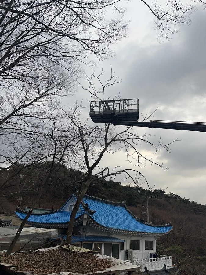 벌목,벌초