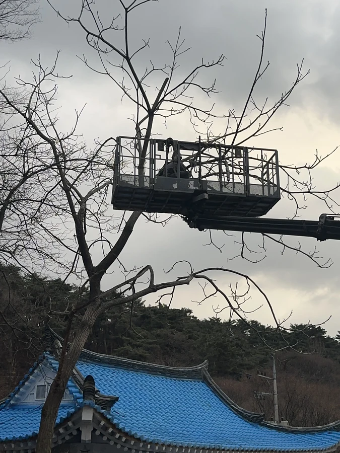 벌목,벌초