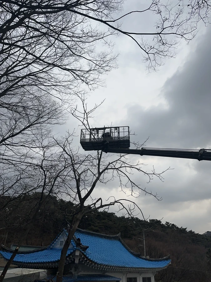 벌목,벌초