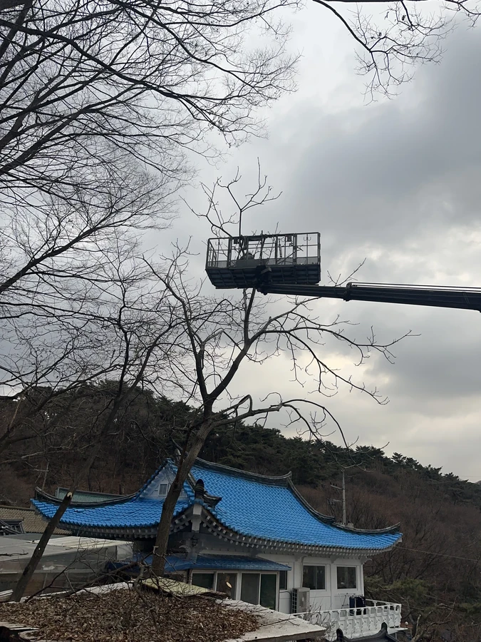 벌목,벌초