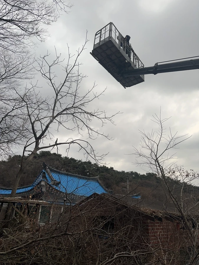 벌목,벌초