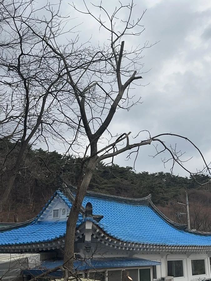 벌목,벌초