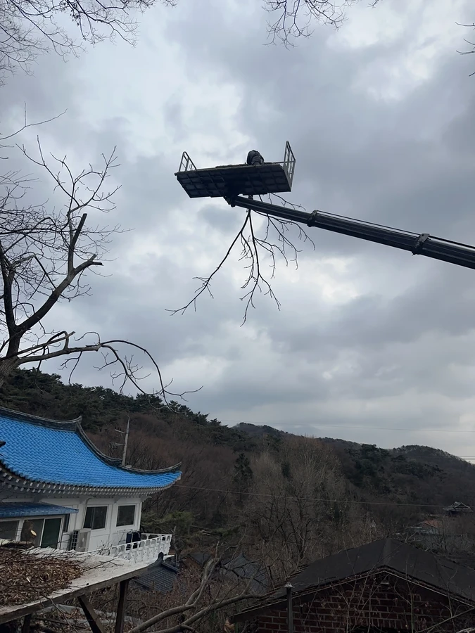 벌목,벌초