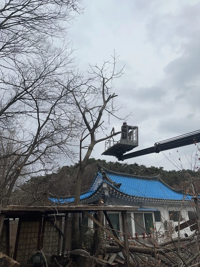 벌목,벌초