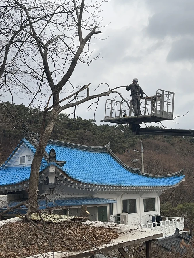 벌목,벌초