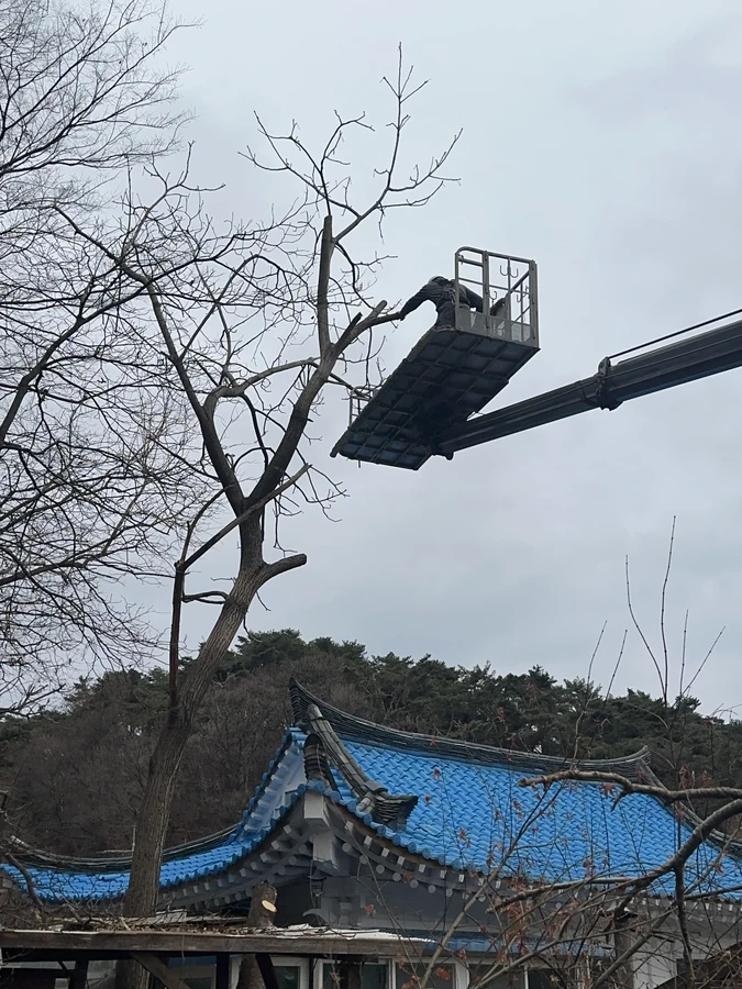 벌목,벌초